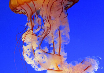 Olive Crest Youth Journey “Under The Sea”